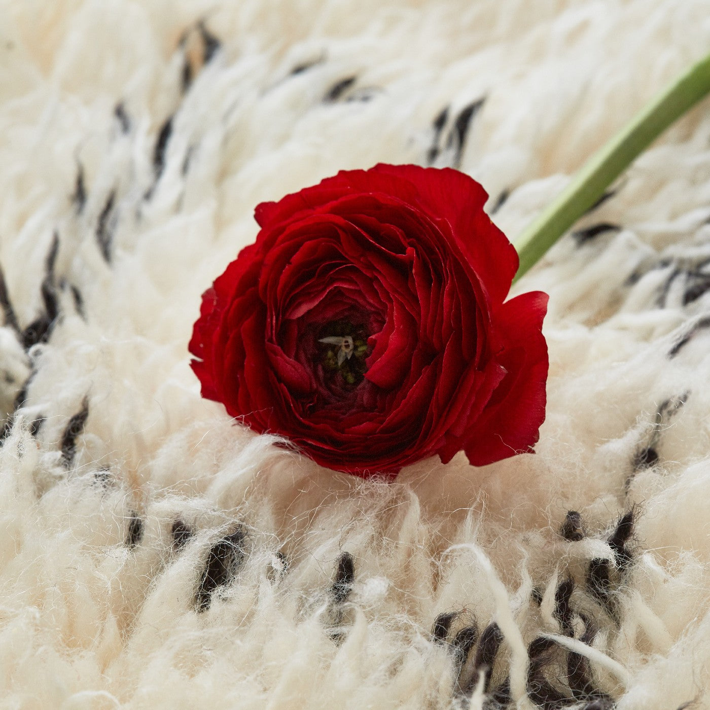 dettaglio di una un rosa rossa appoggiata su in tappeto dal pelo bianco morbido e lungo con disegno romboidale nero